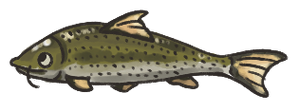 Barbel1.png