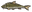 Barbel