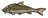 Barbel