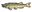 Pike