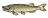 Pike