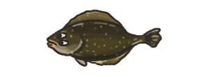 Plaice.png