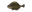 Plaice