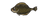 Plaice
