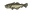 Cod