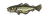 Cod