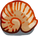 Sea Shell