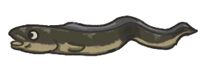 Conger eel.png