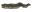 Conger Eel