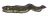 Conger Eel