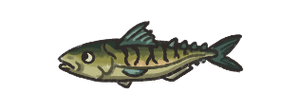 Mackerel.png