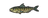 Mackerel
