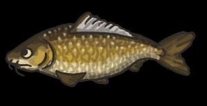 Barbel.jpg