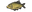 Bream