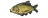 Bream