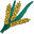 Wheat