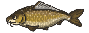 Carp.png