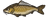 Carp