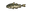 Haddock