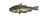 Haddock