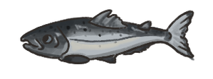 Salmon.png