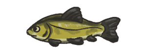 Tench.png