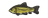 Tench