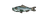 Herring